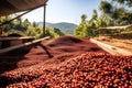 coffee beans drying under the sun