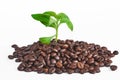 Coffee beans with coffee leaves isolated on white background Royalty Free Stock Photo