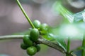 Coffee plant, plantation, green beans on a branch, not processed Royalty Free Stock Photo