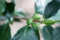 Coffee plant, plantation, green beans on a branch Royalty Free Stock Photo