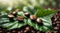 Coffee beans with green leaf close up on white Royalty Free Stock Photo