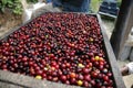 Coffee beans guatemala Royalty Free Stock Photo