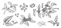 Coffee beans. Hand drawn Arabica tree branches with leaves and seeds. Tropical blooming plants. Black and white organic