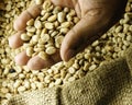 Coffee beans in hands