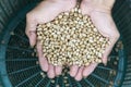 Coffee beans in hands