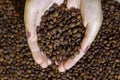 Coffee beans in the hands, coffee beans in hand Royalty Free Stock Photo