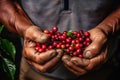 Coffee beans in the hands of a farmer