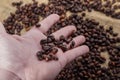 Coffee beans in heand Royalty Free Stock Photo