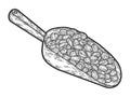 Coffee beans with an iron spatula on a white background. Engraving raster illustration.