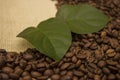 Coffee beans lying on the sacking Royalty Free Stock Photo