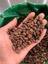 Coffee beans medium roast in hand roaster Royalty Free Stock Photo