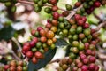 Coffee beans on plant Royalty Free Stock Photo