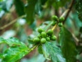 Coffee beans plant Royalty Free Stock Photo