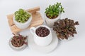 Coffee beans and plants in flower pots