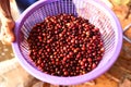 Coffee beans ripening