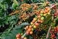 Coffee beans ripening