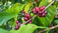 Coffee beans ripening, fresh coffee,red berry branch, industry agriculture on tree in North of thailand Royalty Free Stock Photo