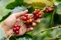 Coffee beans ripening, fresh coffee,red berry branch Royalty Free Stock Photo