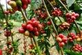 Coffee beans ripening