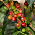 Coffee beans ripening