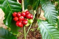 Coffee beans ripening on a tree