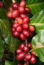 Coffee beans ripening on a tree