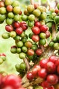 Coffee beans ripening on a tree