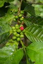 Coffee beans ripening