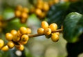 Coffee beans ripening on tree in North of thailand