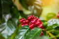 Coffee beans ripening on tree in North of thailand