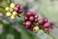 Coffee beans ripening on tree