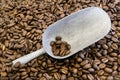Coffee Beans and scoop Royalty Free Stock Photo