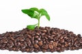 Coffee Beans shot with a Coffee Leaf isolated on white background. Royalty Free Stock Photo