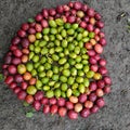 Coffee beans are a source of coffee drinks. The color of the beans is white and each fruit generally has two seeds.
