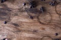 Coffee beans on table. Wooden desk. dark background. Royalty Free Stock Photo