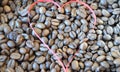 Coffee beans and tea - red paper heart Royalty Free Stock Photo