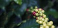Coffee beans on coffee tree, branch of a coffee tree with ripe fruits Royalty Free Stock Photo