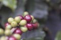 Coffee beans on coffee tree, branch of a coffee tree with ripe fruits Royalty Free Stock Photo