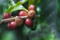 Coffee beans on coffee tree, branch of a coffee tree with ripe fruits Royalty Free Stock Photo