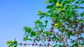 Coffee bean on tree at the mountain in farm northern Thailand