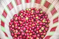 Coffee beans on tree - picking with a basket the coffee beans in the harvest time Royalty Free Stock Photo