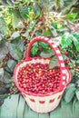 Coffee beans on tree - picking with a basket the coffee beans in the harvest time Royalty Free Stock Photo