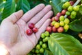 Coffee beans on tree - picking with hands and a basket the coffee beans in the harvest time Royalty Free Stock Photo