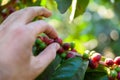 Coffee beans on tree - picking with hands and a basket the coffee beans in the harvest time Royalty Free Stock Photo