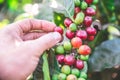 Coffee beans on tree - picking with hands and a basket the coffee beans in the harvest time Royalty Free Stock Photo