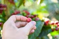 Coffee beans on tree - picking with hands and a basket the coffee beans in the harvest time Royalty Free Stock Photo