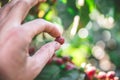 Coffee beans on tree - picking with hands and a basket the coffee beans in the harvest time Royalty Free Stock Photo
