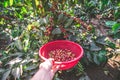 Coffee beans on tree - picking with hands and a basket the coffee beans in the harvest time Royalty Free Stock Photo