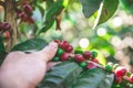 Coffee beans on tree - picking with hands and a basket the coffee beans in the harvest time Royalty Free Stock Photo