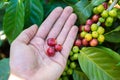 Coffee beans on tree - picking with hands and a basket the coffee beans in the harvest time Royalty Free Stock Photo